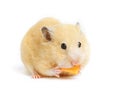 Funny hamster eats