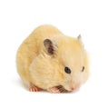 Funny hamster eats