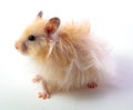 Funny hamster isolated white background close up Royalty Free Stock Photo