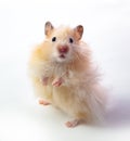 Funny hamster isolated white background close up