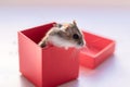 Funny hamster peeking out of red gift box, selective focus Royalty Free Stock Photo