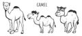 Funny hand drawn desert camels family