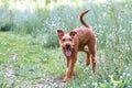 Funny happy animal, a young domestic red-haired pet puppy purebred Irish Terrier dog walks outdoors in nature in the summer in the