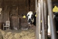 Funny happy black spotted young cow, mouth open, looking through the bars of the stable