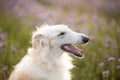 Funny and happy dog breed russian borzoi standing in the green grass and violet phacelia field in summer Royalty Free Stock Photo