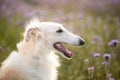 Funny and happy dog breed russian borzoi standing in the green grass and violet phacelia field in summer Royalty Free Stock Photo