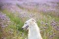 Funny and happy dog breed russian borzoi standing in the green grass and violet phacelia field in summer Royalty Free Stock Photo