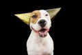 Funny and happy dog celebrating new year, birthday and carnival wearing two party hats. Isolated on black background Royalty Free Stock Photo