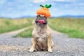 Funny happy French Bulldog dog dresses up with Halloween pumpkin hat