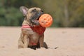 Funny and happy French Bulldog dog sitting in sand dune holding big orange toy ball in mouth