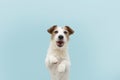 Funny happy jack russell dog standing two legs. Isolated on blue colored background