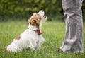 Funny happy pet dog puppy howling, talking to his owner Royalty Free Stock Photo