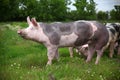 Side view portrait of a happy young pig Royalty Free Stock Photo