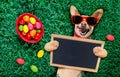 Happy easter dog with eggs Royalty Free Stock Photo