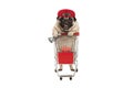 Funny happy pug puppy dog with money in is hand, leaning on shopping cart Royalty Free Stock Photo