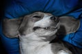 Happy dog sleeping upside down on a pillow Royalty Free Stock Photo