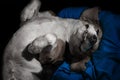 Happy dog sleeping upside down on a pillow Royalty Free Stock Photo