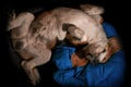 Happy dog sleeping upside down on a pillow Royalty Free Stock Photo