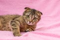 Funny happy tabby cat is playing on pink background