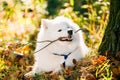 Funny Happy White Samoyed Dog Outdoor in Autumn Forest, Park Royalty Free Stock Photo