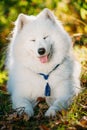 Funny Happy White Samoyed Dog Outdoor in Autumn Forest, Park. Sm