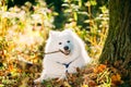 Funny Happy White Samoyed Dog Outdoor in Autumn Forest. Puppy Si Royalty Free Stock Photo