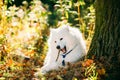 Funny Happy White Samoyed Dog Outdoor in Autumn Forest. Puppy Sitting In Grass Royalty Free Stock Photo