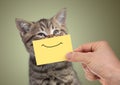 Funny happy young cat portrait with smile on cardboard Royalty Free Stock Photo