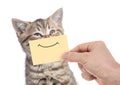 Funny happy young cat portrait with smile on yellow cardboard isolated on white Royalty Free Stock Photo