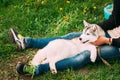 Funny Young Husky Puppy Dog Sits In Girl Embrace In Green Grass In Summer Park Outdoor. Royalty Free Stock Photo