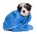 Funny havanese puppy after bath is covered with a blue towel Royalty Free Stock Photo