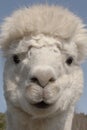 Funny head of alpaca Royalty Free Stock Photo