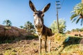 Funny head of donkey standing in moroccan oasis with palms Royalty Free Stock Photo