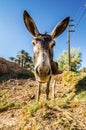 Funny head of donkey standing in moroccan oasis with palms Royalty Free Stock Photo