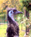 Funny head of ostrich