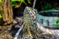 Funny head reptile in tropicals Royalty Free Stock Photo