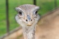 Funny head of a young gray ostrich. Royalty Free Stock Photo