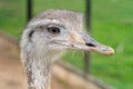 Funny head of a young gray ostrich. Royalty Free Stock Photo