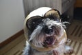 Funny headshot portrait of fashionable and stylish dog Royalty Free Stock Photo