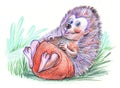 Funny hedgehog