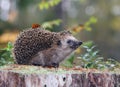 Funny hedgehog