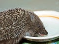 Funny hedgehog drinks a milk Royalty Free Stock Photo