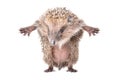 Funny hedgehog