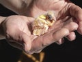 Funny helpless blind newborn chick sitting the palms. Close-up of canary chick on a human palm will be warmed by love. Spring