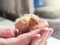 Funny helpless chick screams in the palms. Close-up of canary chick on a human palm will be warmed by love and the warmth of the