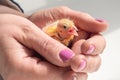 Funny helpless chick screams in the palms. Close-up of canary chick on a human palm will be warmed by love and the warmth of the Royalty Free Stock Photo