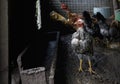 Funny hen among white chicken in the dirty poultry yard after the rain. Royalty Free Stock Photo