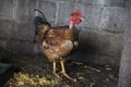 Funny hen among white chicken in the dirty poultry yard after the rain. Royalty Free Stock Photo