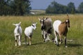 Funny herd of goats