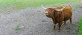 Funny highland cow squinting its eyes, animal making a funny face